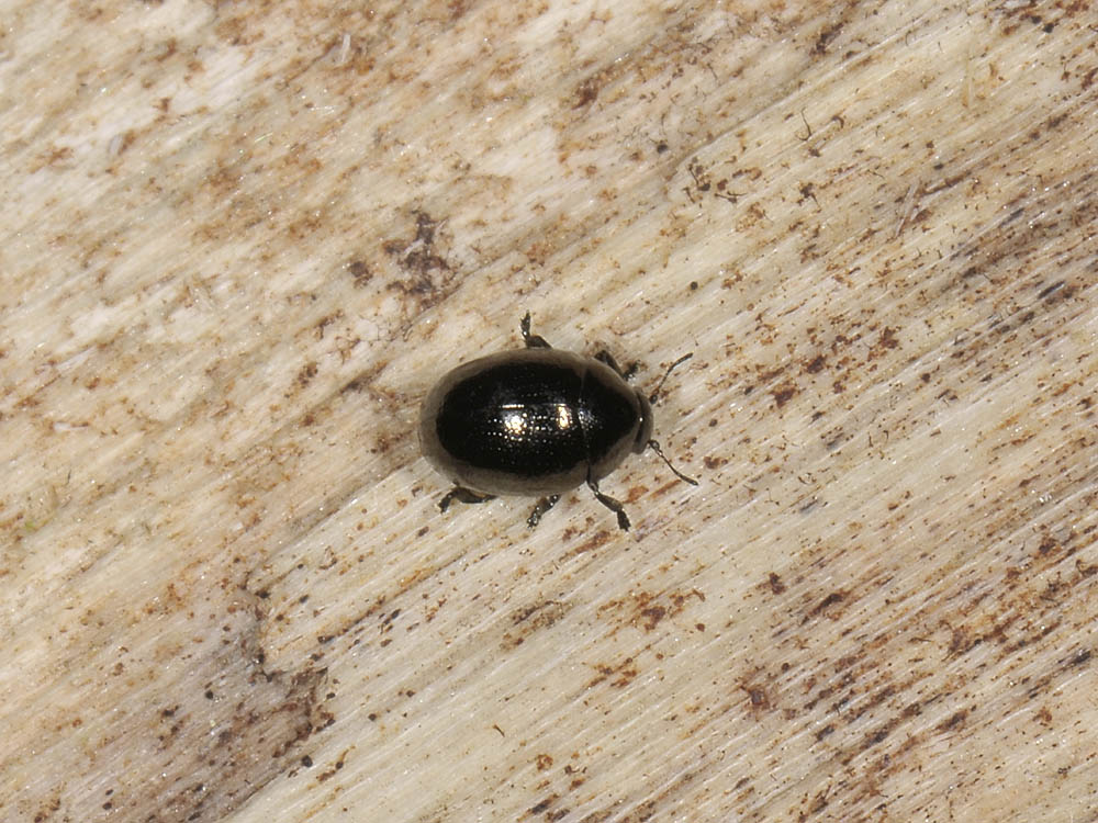 Oomorphus concolor (Chrysomelidae)?